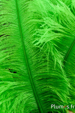 Autruche premium - 50-60 cm - lime